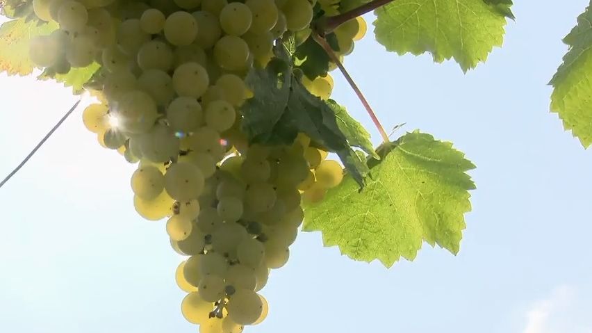 Chardonnay z Ratíškovic zvítězilo ve Francii mezi suchými bílými víny